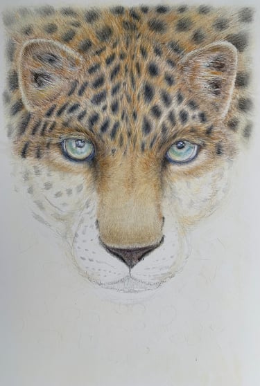 Leopard