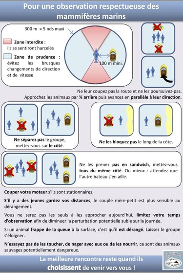 Comment observer les mammifères marins