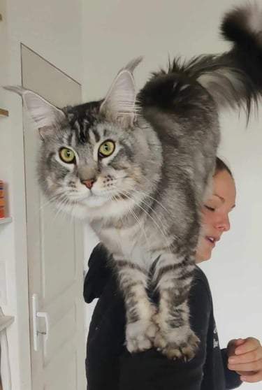 maine coon male