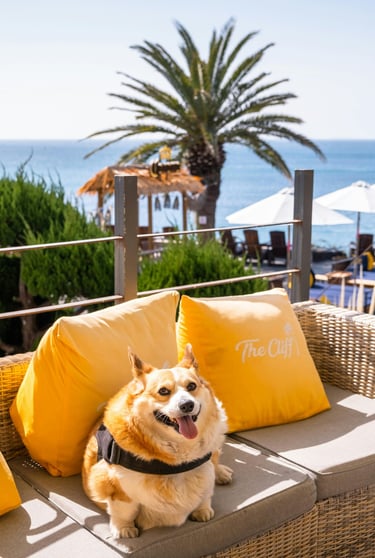 Happy Corgi dog relaxing on a wicker sofa at a dog-friendly beach resort patio with ocean views.