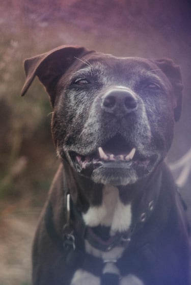 ritratto da vicino di un cane nero con macchie bianche sotto il petto
