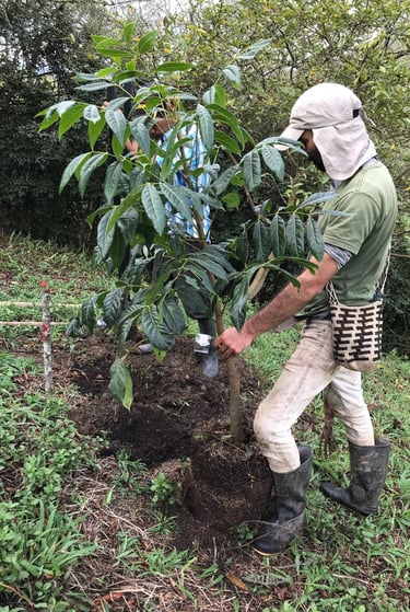 siembra de arboles nativos Cundinamarca