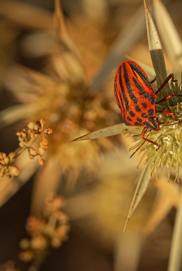 2 Clasificado color noviembre 2025