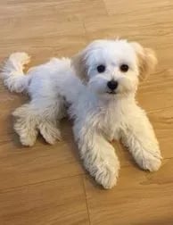 Maltipoo Anal Glands