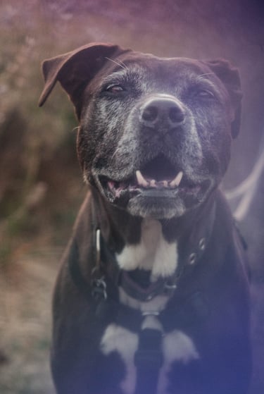 ritratto da vicino di un cane nero con macchie bianche sotto il petto