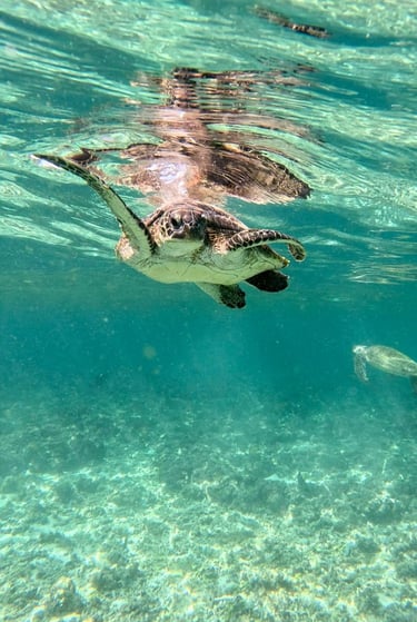 isole-daymaniat-tartaruga