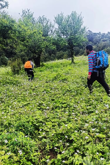 Trekkers walking through a meadow of white wildflowers