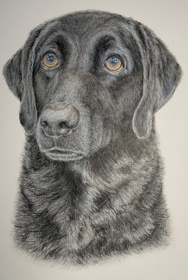 Labrador