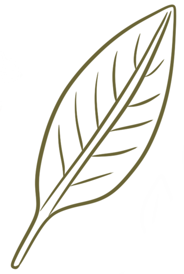 Dessin minimaliste de feuille