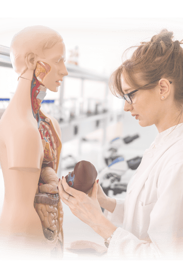 Ultrasound student in lab coat examining an anatomic model.