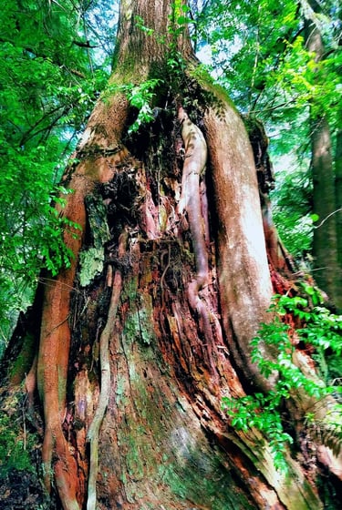 Oregon Coast - Lots to see in this woodded trail around Lake Marie