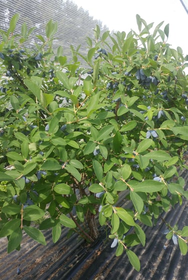 Plant de camerise sous filet protecteur (variété Aurora)