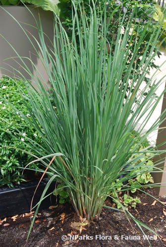 lemon grass