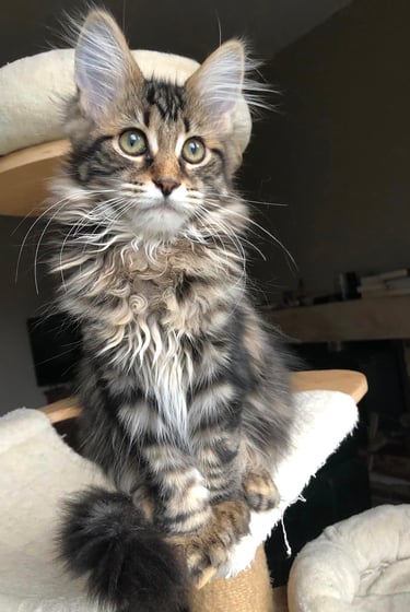 a cat kitten maine coon sitting on a cat tree