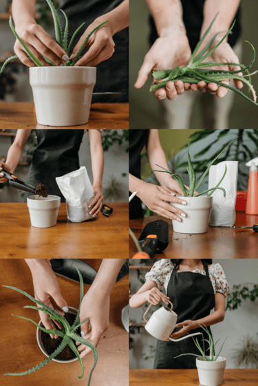 How to propagate plant pups