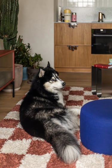 Pies husky w salonie, modny dywan w szachownicę, granatowa pufa i drewniana kuchnia w stylu vintage.