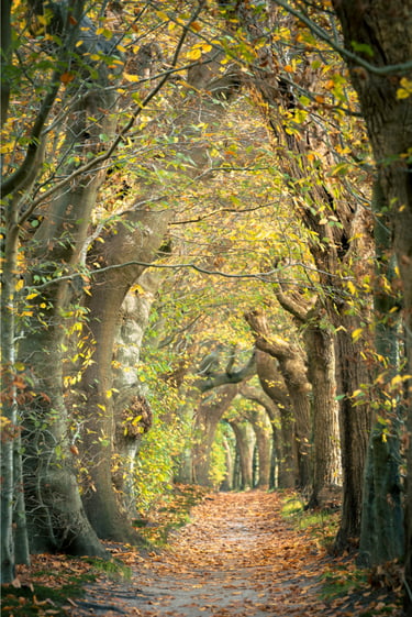 Sentier forestier doré formant une arche naturelle, symbole de transformation intérieure et d’harmonie nature chez Ecl'OSons