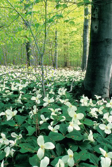 A forest of Trilliums observed while conducting an Environmental Impact Study in Southern Onta