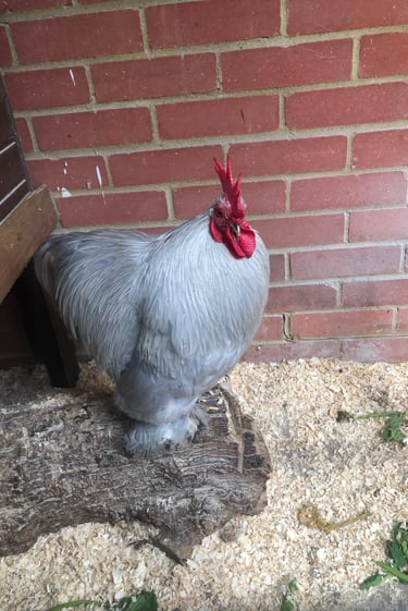 lavender pekin cockeral or rooster showing the colour of the hatching eggs available to purchase
