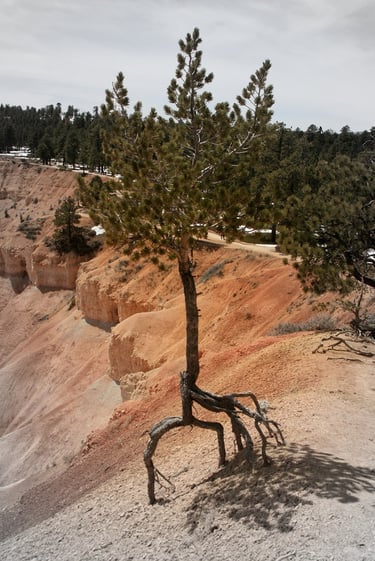 Tree, Bryce Canyon, UT