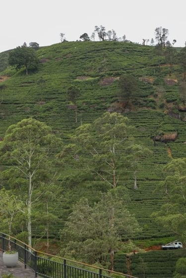 nuwara-eliya-damro-tea-factory