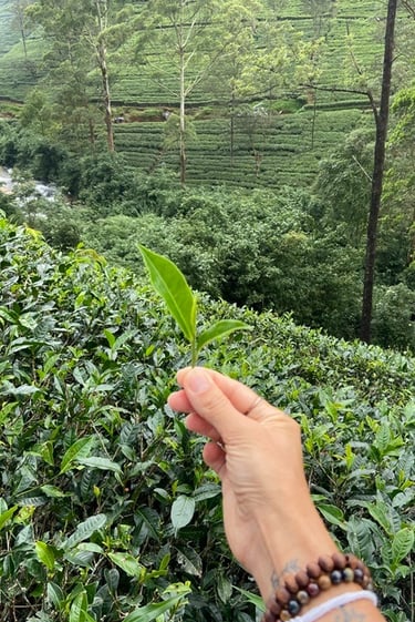 nuwara-eliya-the