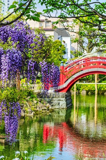 a red bridge in the kameido temple with purple flowers and a red bridge