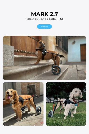 Perro con silla de ruedas ortopédica para perros, NUCLEUMPET Orthopedics en Bogotá Colombia.