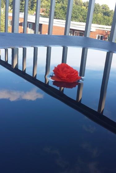 a rose flower on a car's hood