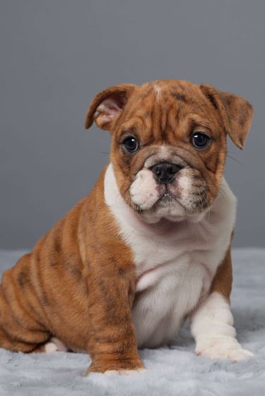 Puppies for Sale 