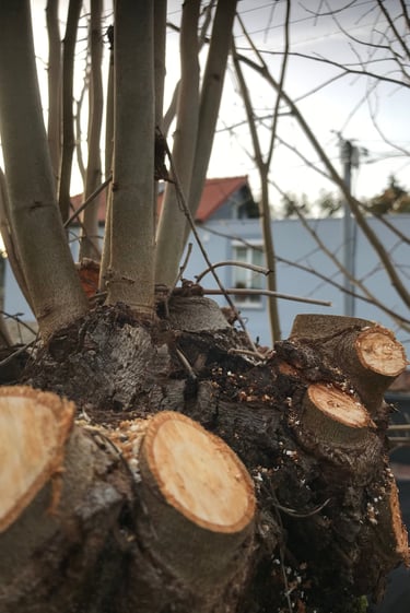 Élagage à Soisy-sur-Seine et aux alentours.