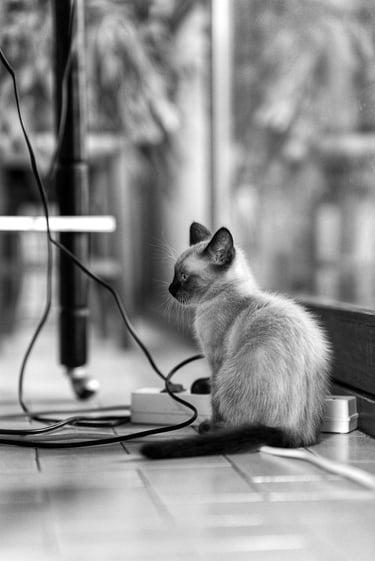 Chaton assis entouré de câbles électriques qui regarde quelque chose