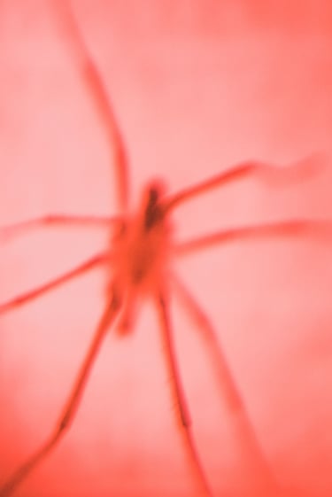 fotografia borrosa de una araña