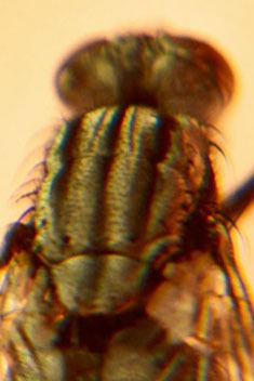 fotografia del cuerpo de una mosca