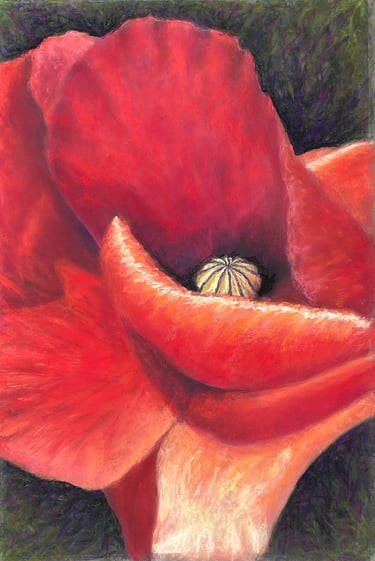 Pastel sec - Coquelicot