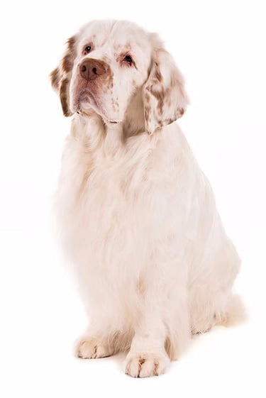 25 Best Dog Breeds for Highly Sensitive People (HSP)