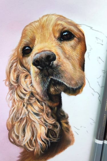 a pastel drawing of a cockerspaniel dog 