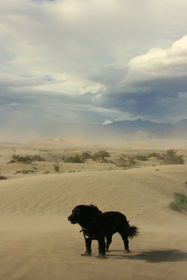 Sandy Dog, Death Valley, CA