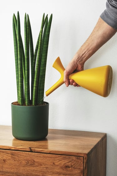 Watering Sanseveria plant with a watering can