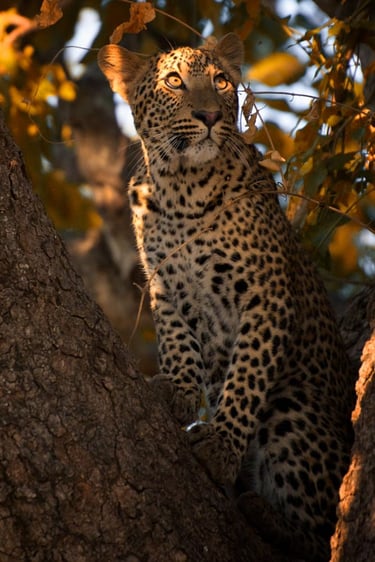 a leopard cub in a tree in the sun