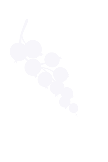 Minimalista fehér sziluett illusztráció egy piros ribizli ágacskáról átlátszó háttér előtt.