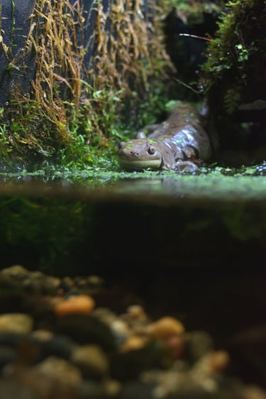 "Salamander Slinker" - Vancouver Aquarium, Canada