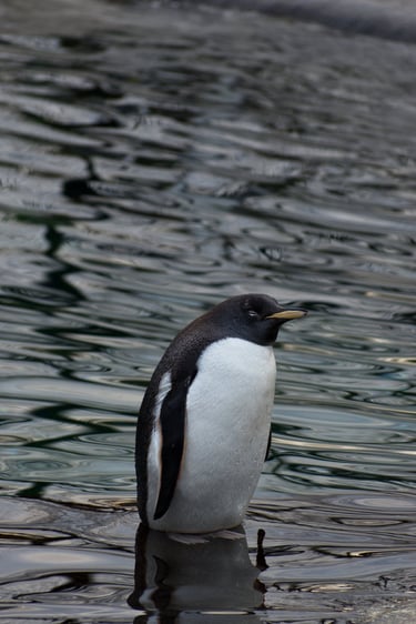 "Wade In" - Gentoo penguin at Edinburgh Zoo, Scotland