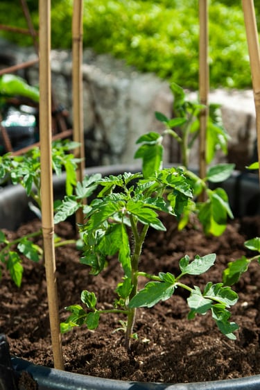 Young tomato plants growing in a container with bamboo stakes for vertical support.