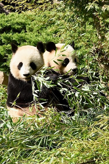 Pandas géants au ZooParc de Beauval