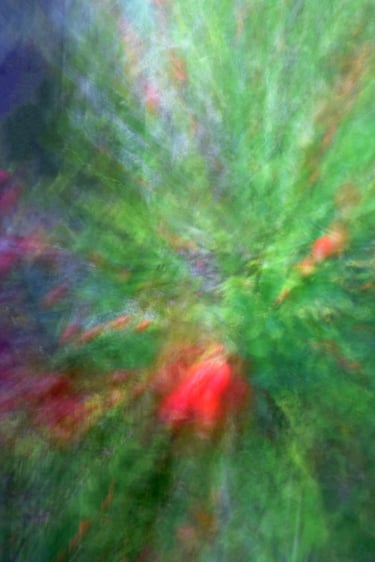 painterly image of a red rose