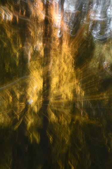 painterly photo of light bursting from behind trees