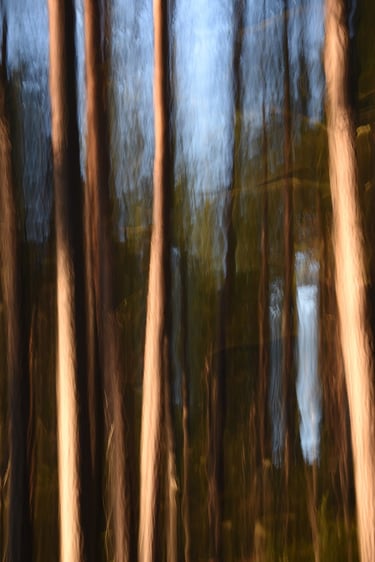 painterly photo of a forest with trees