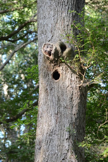 Pileated woodpecker home