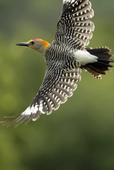 Golden Fronted Woodpecker - Garner State Park